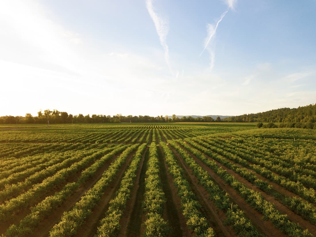 Sunlit open field — the landscape Pakistan's solar imports serve