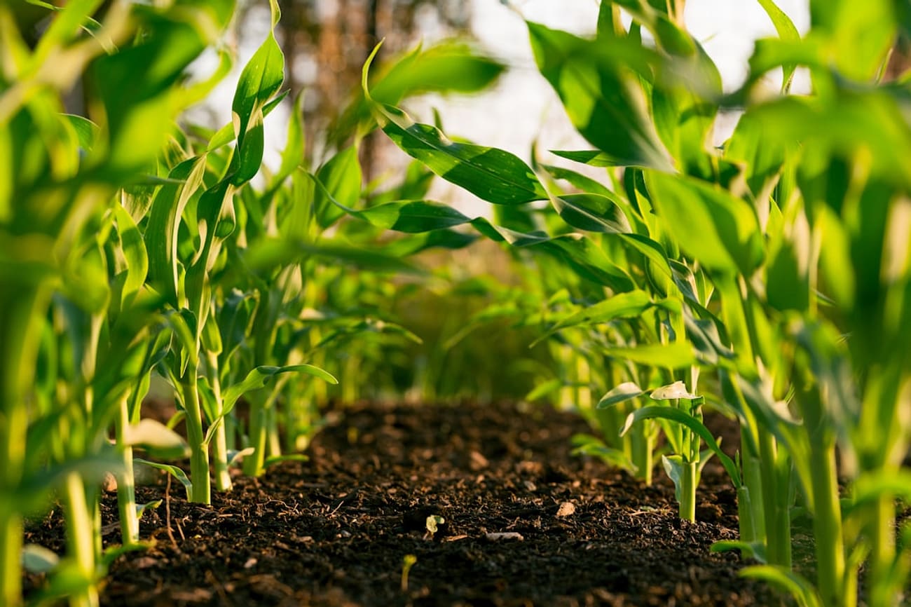Pesticides & agrochemicals customs clearance in Pakistan by ASC